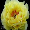 Paeonia Itoh Bartzella